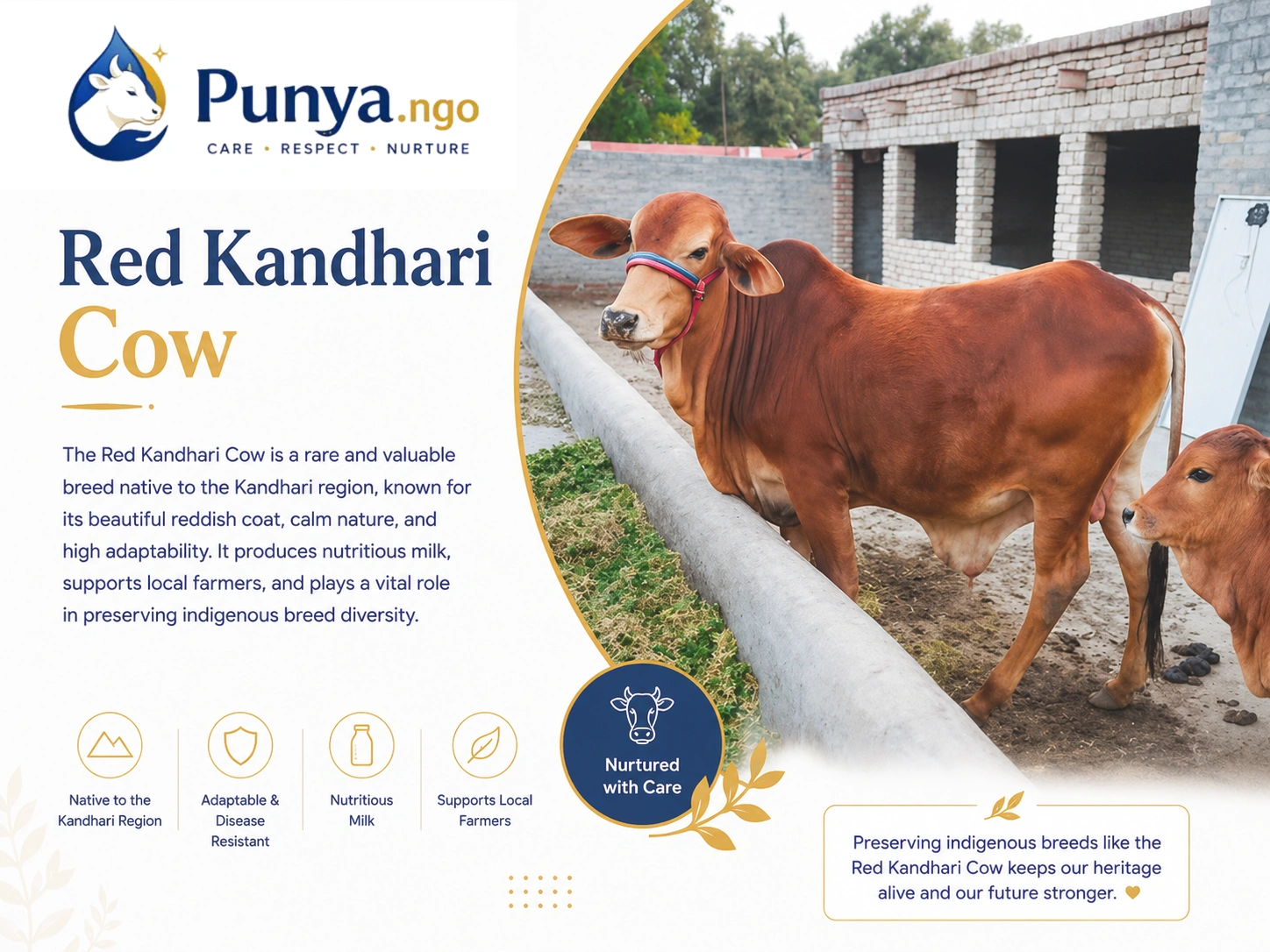 Red Kandhari Cow Breed in India | Guide