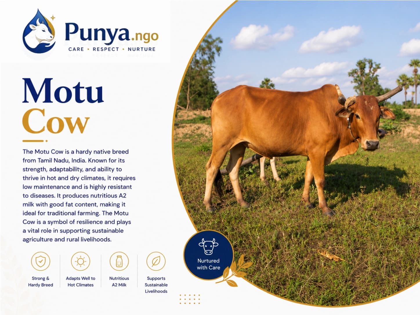 Motu Cow Breed in India | Origin, Milk Yield & Farming Value