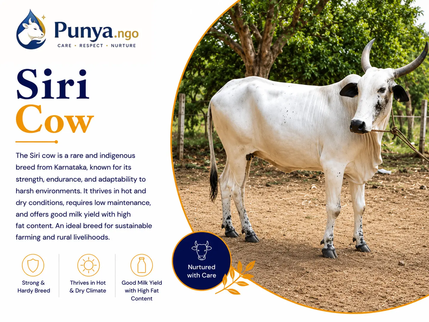 Siri Cow Breed in India | Origin, Traits & Farming Value
