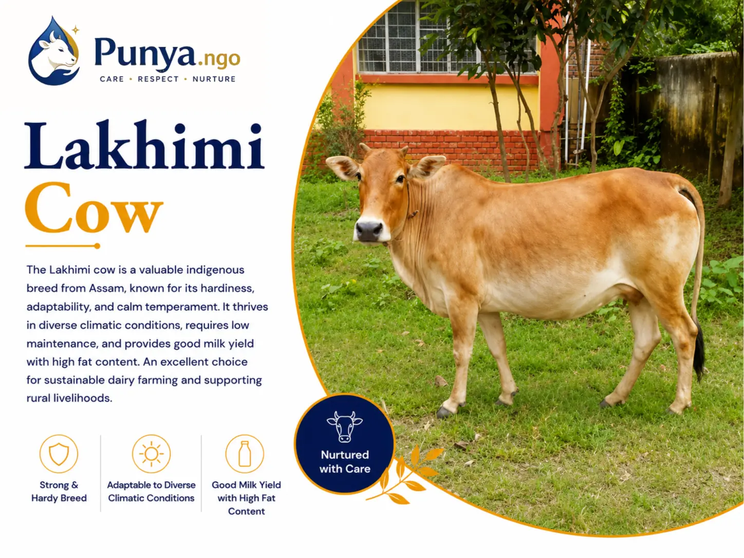 Lakhimi Cow Breed in India | Origin, Milk & Farming Guide