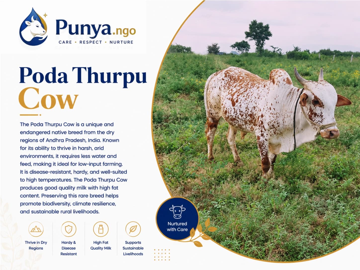 Poda Thurpu Cow Breed in India | Complete Guide