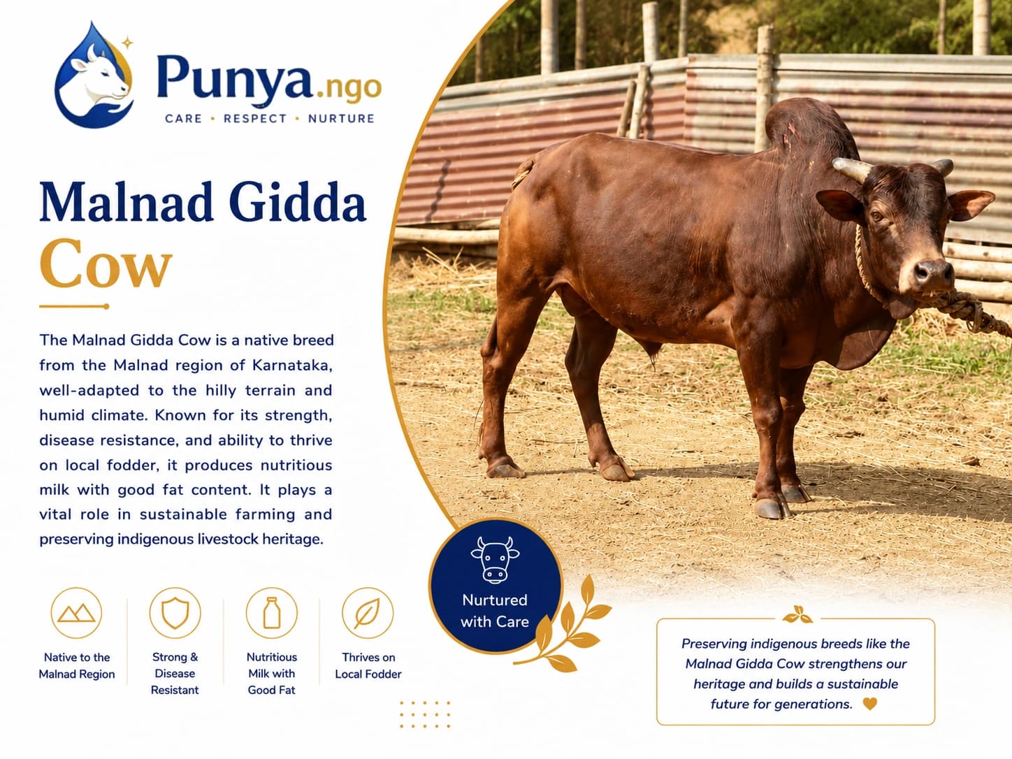 Malnad Gidda Cow Breed in India | Complete Guide