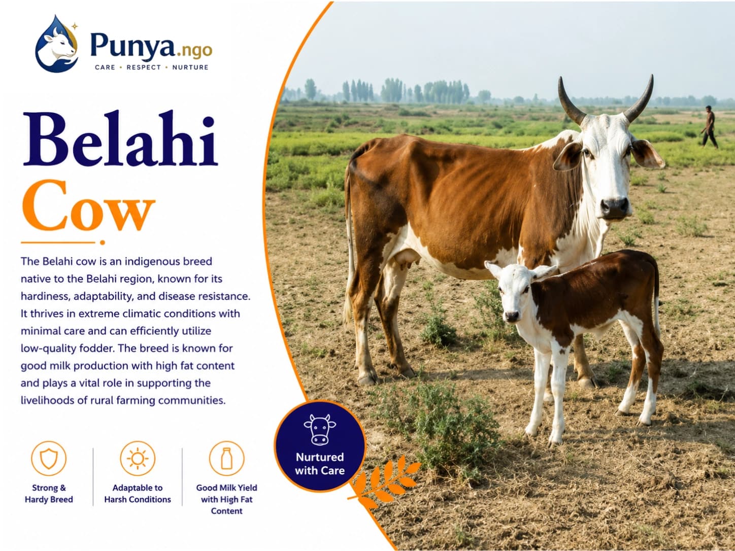Belahi Cow Breed in India | Complete | Guide