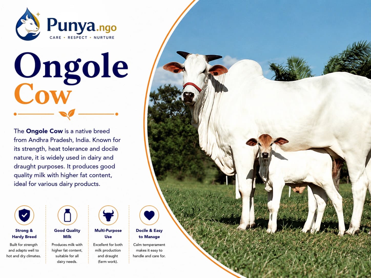 Ongole Cow Breed in India | Traits, Milk & Farming Value