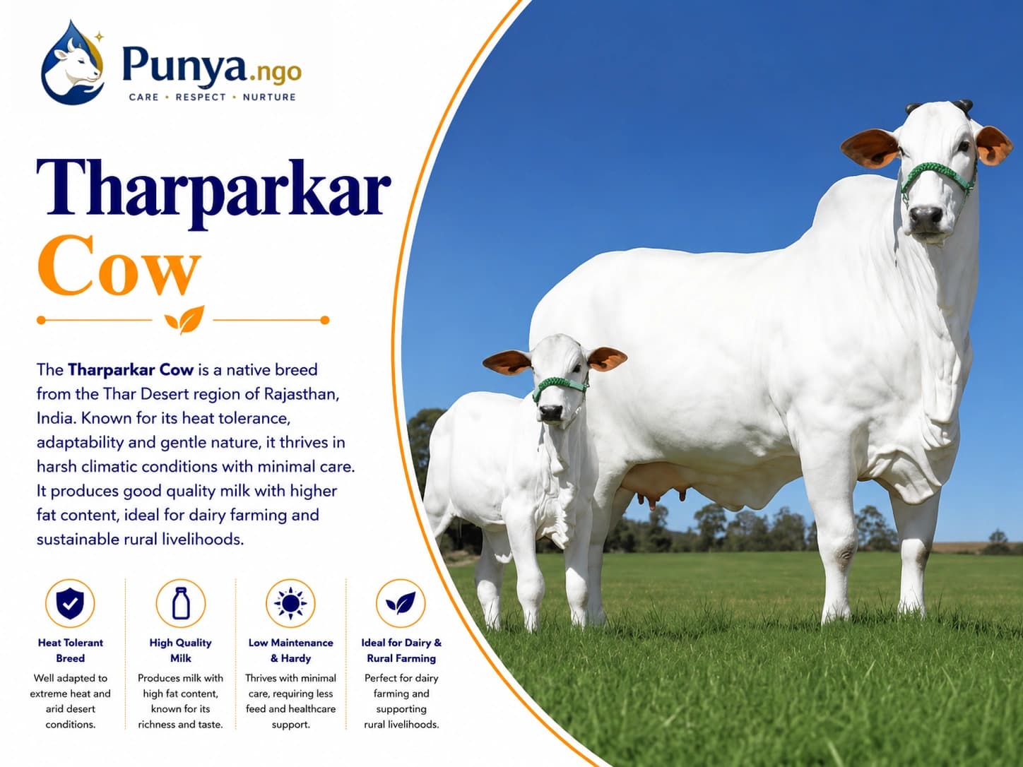 Tharparkar Cow Breed in India | Dairy Guide