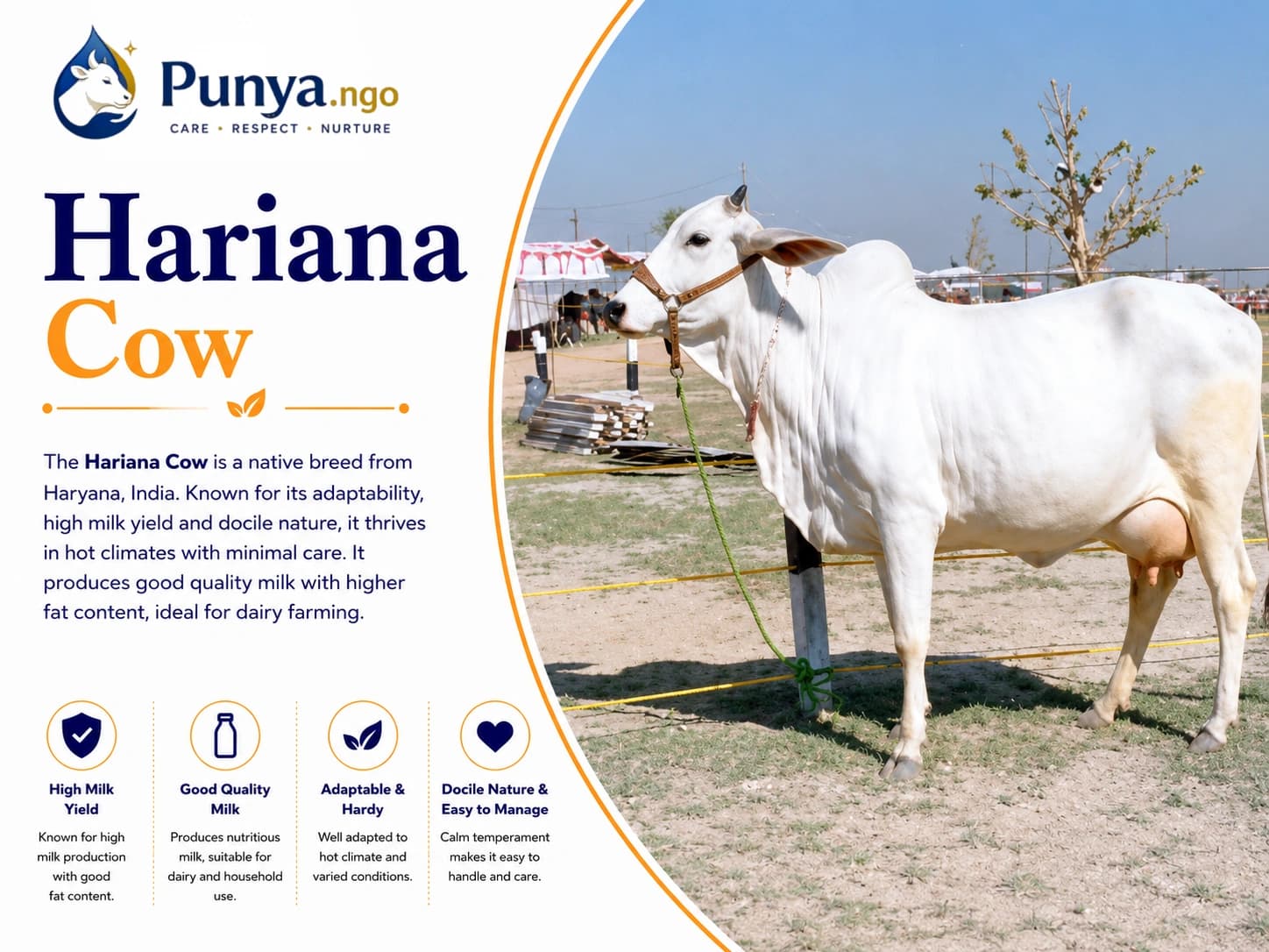 Hariana Cow Breed in India | Origin, Milk Yield