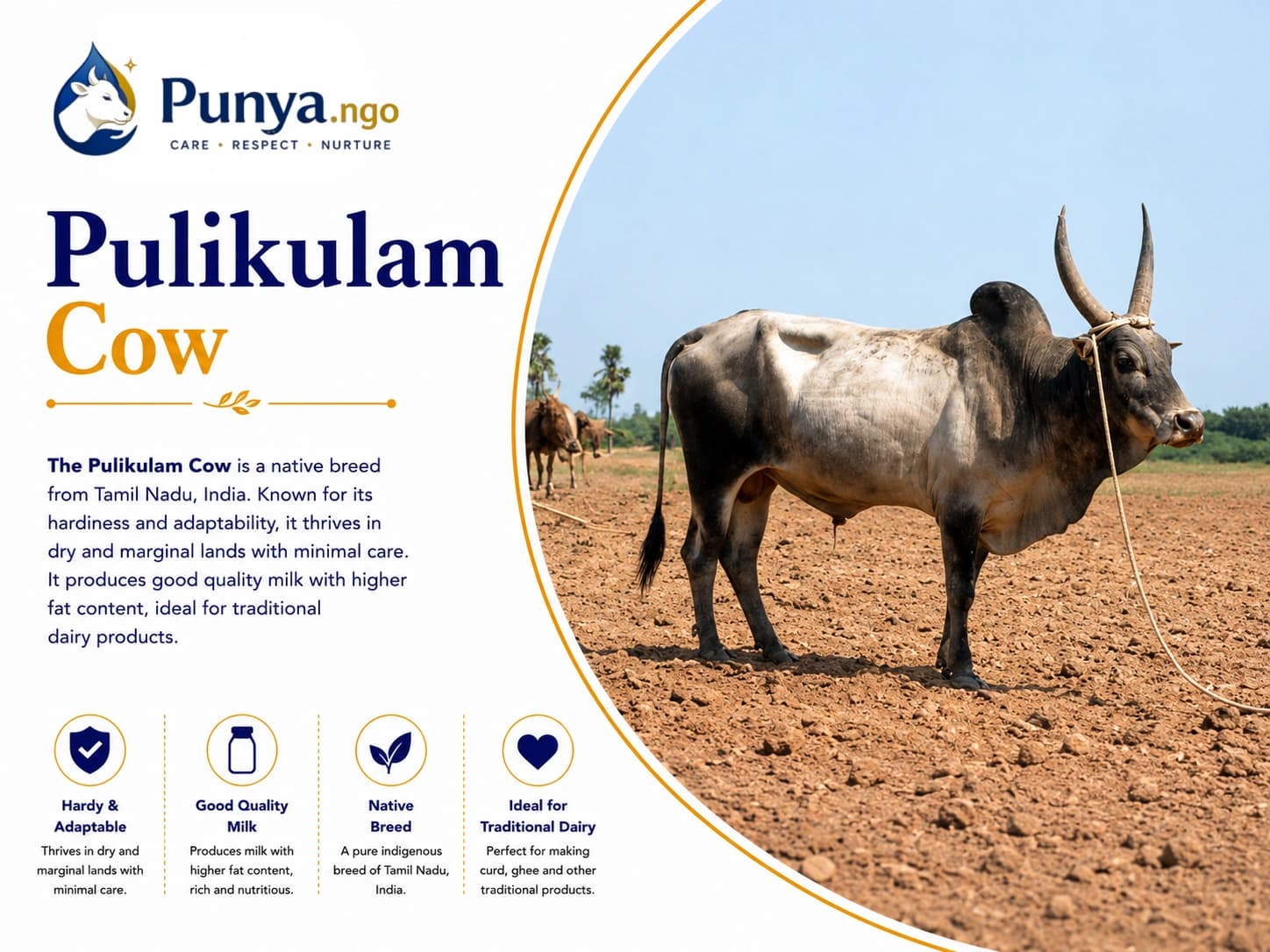 Pulikulam Cow Breed in India | Complete Guide