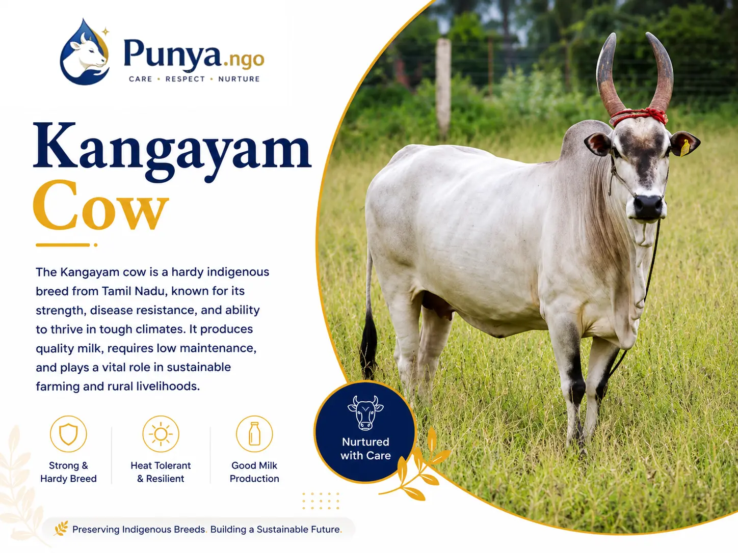Kangayam Cow Breed in India – Complete Farmer's Guide