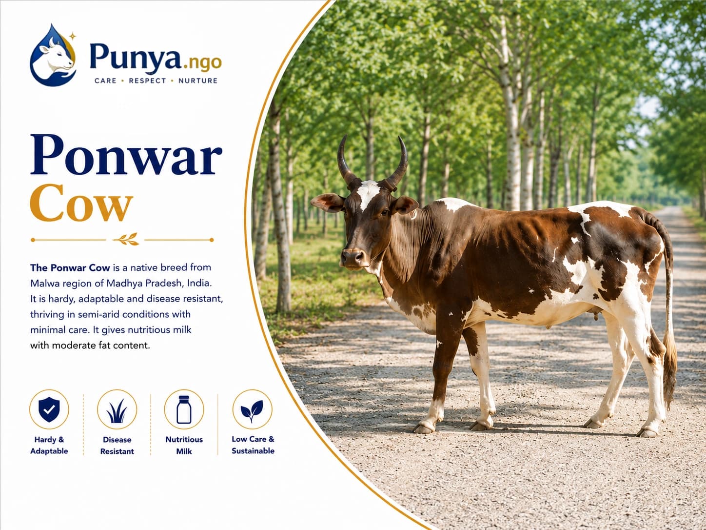 Ponwar Cow Breed in India | Origin, Milk Yield & Farming Value