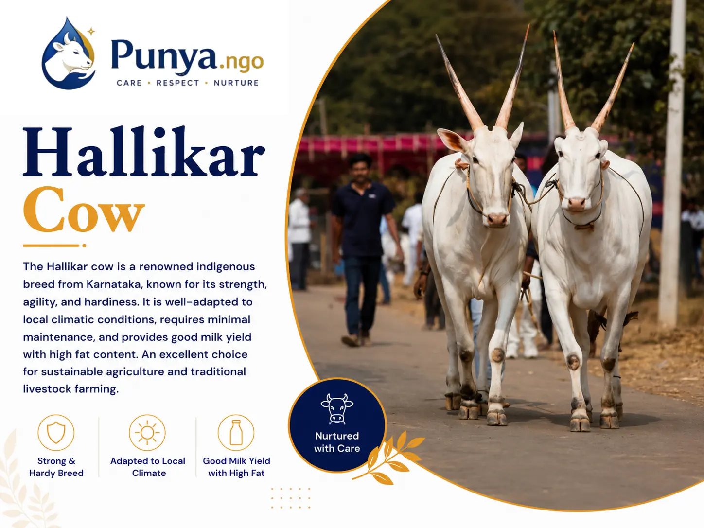 Hallikar Cow Breed in India | A Complete Guide