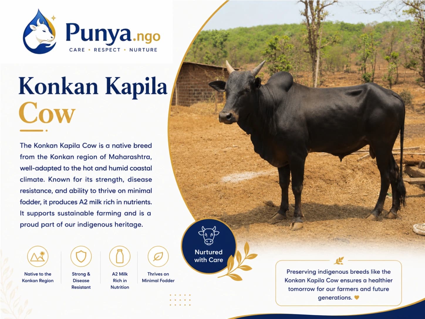 Konkan Kapila Cow Breed in India | Complete Guide