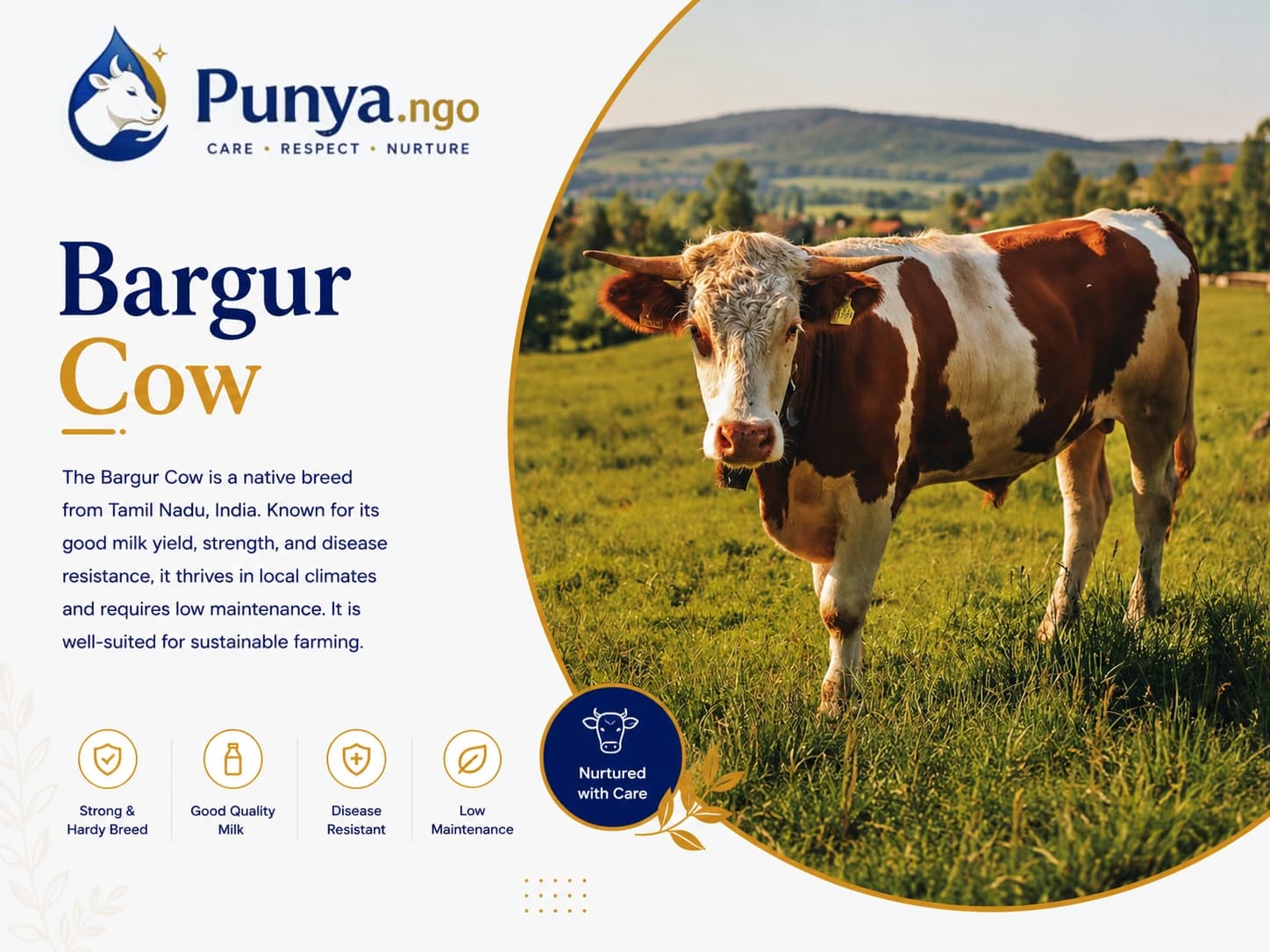 Bargur Cow Breed in India | Features, Milk & Farming Value