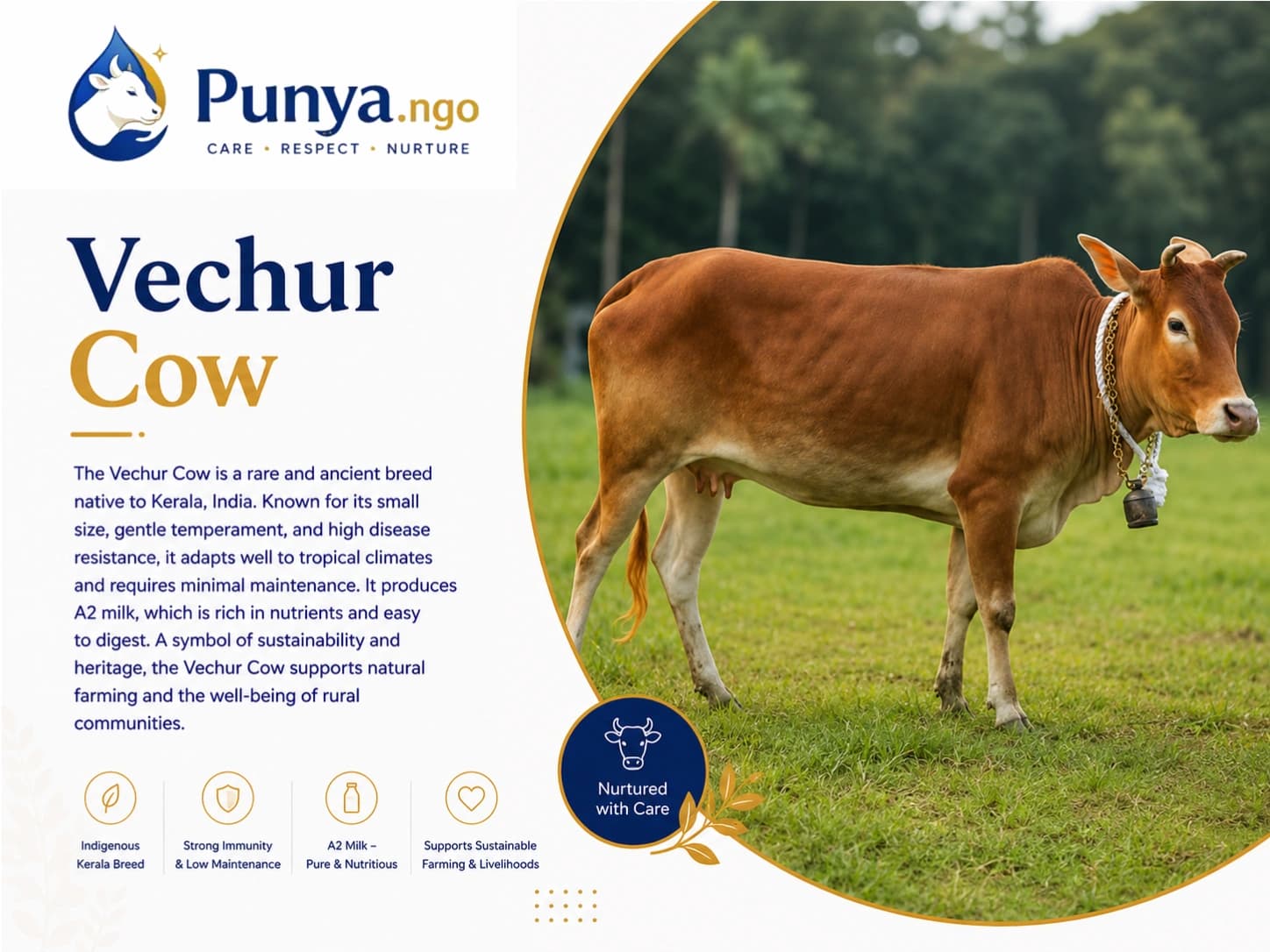 Vechur Cow Breed in India | Complete Guide