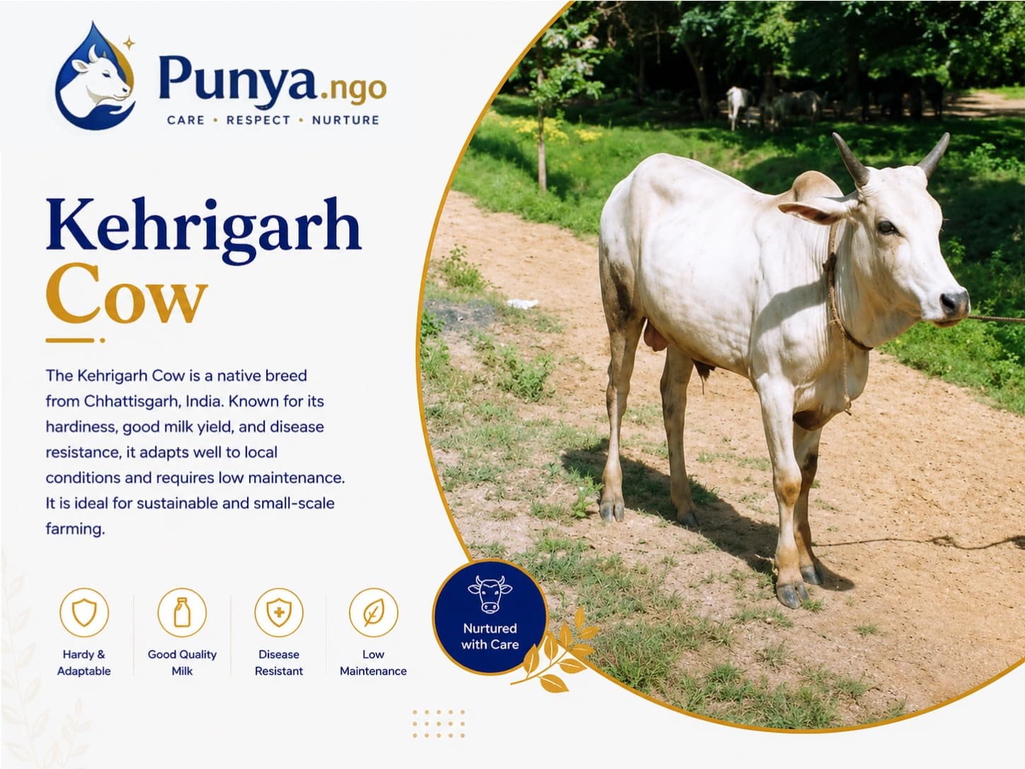 Kehrigarh Cow Breed in India | Facts, Milk Yield & Uses