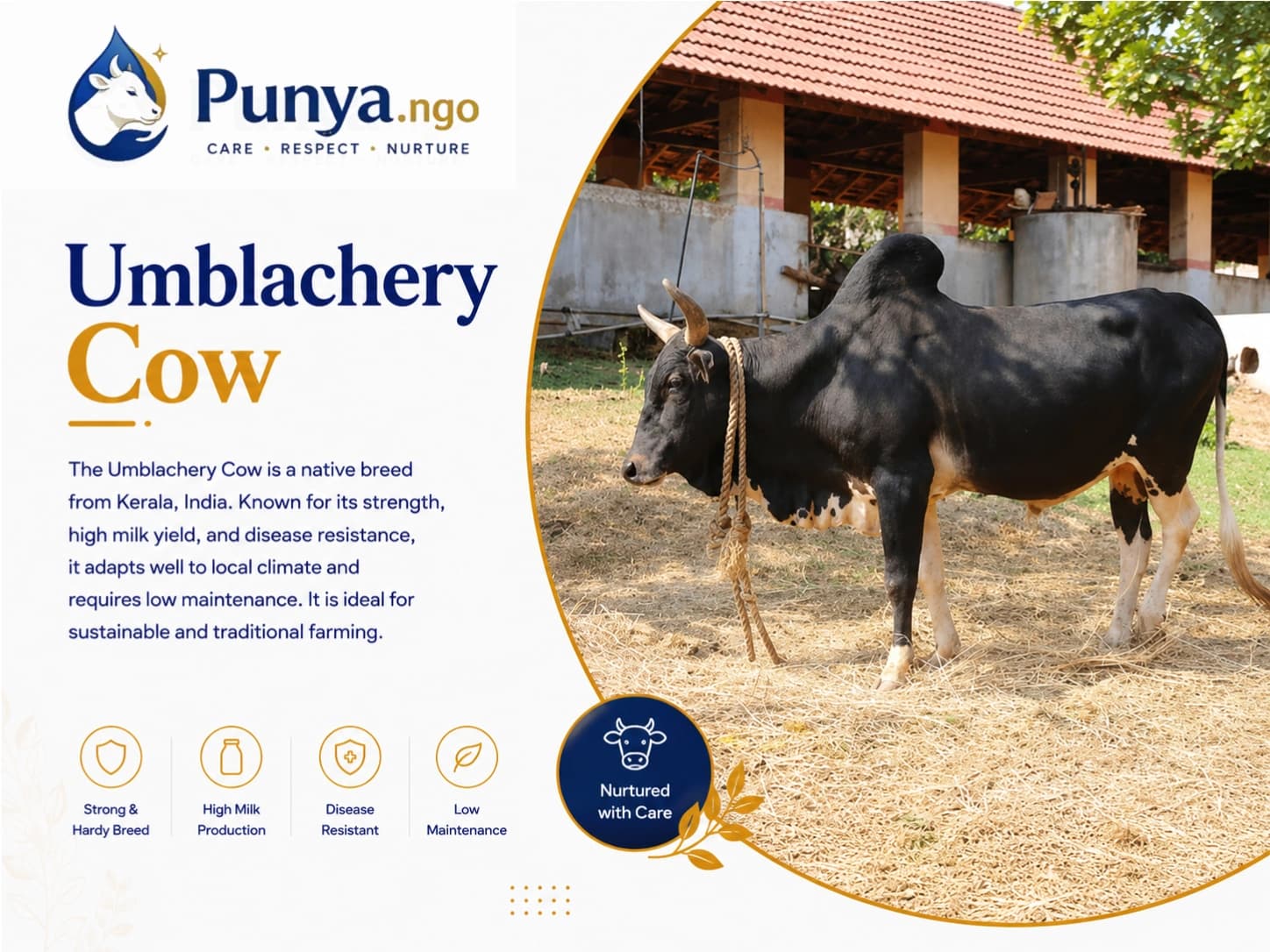 Umblachery Cow Breed in India | Features, Milk & Farming