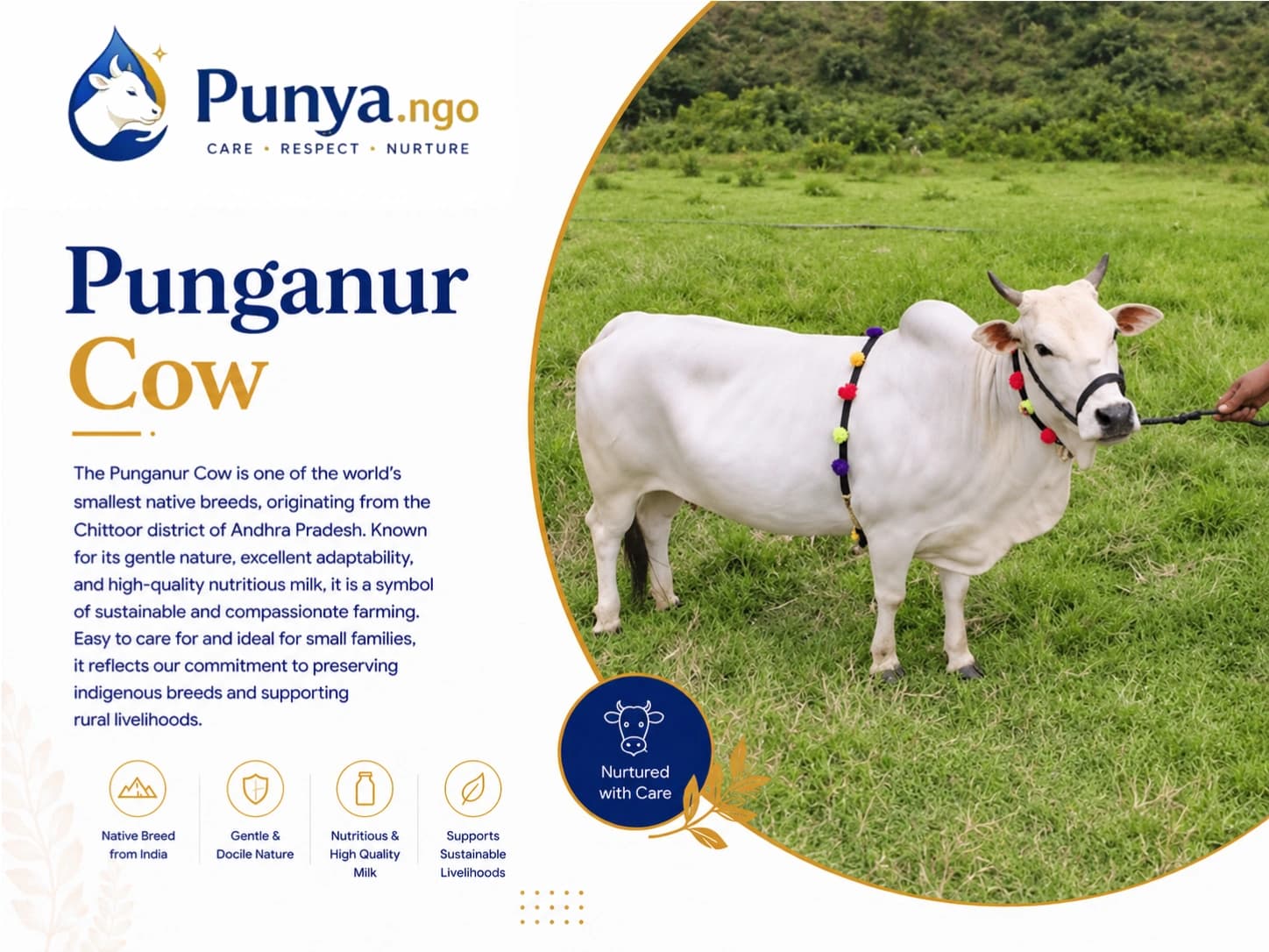 Punganur Cow Breed in India | Complete Guide