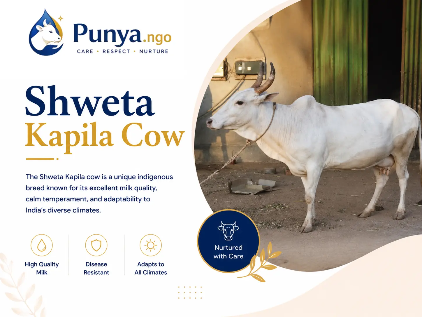 Shweta Kapila Cow Breed in India | Guide For Cattle Owners
