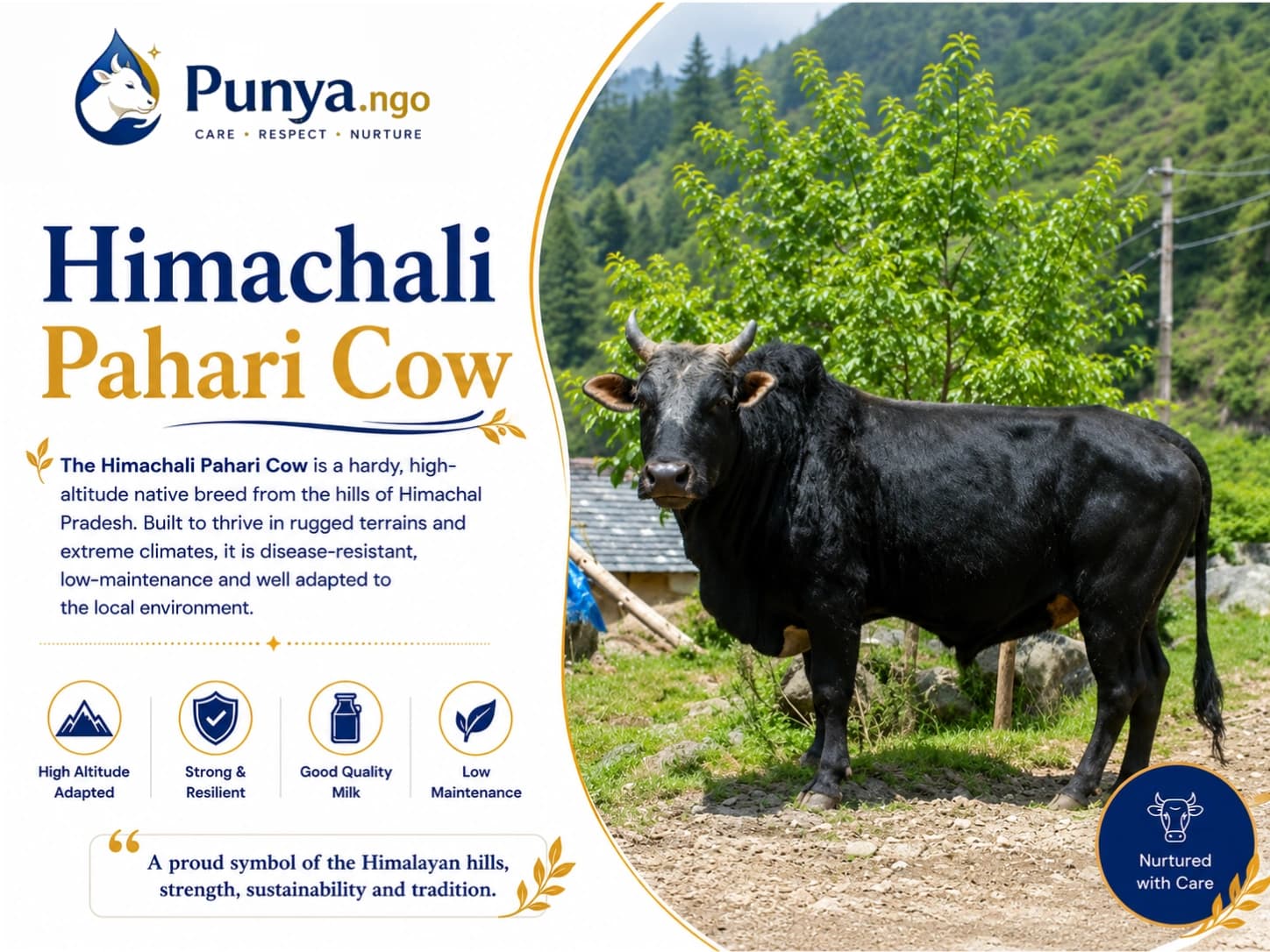 Himachali Pahari Cow Breed in India | Guide