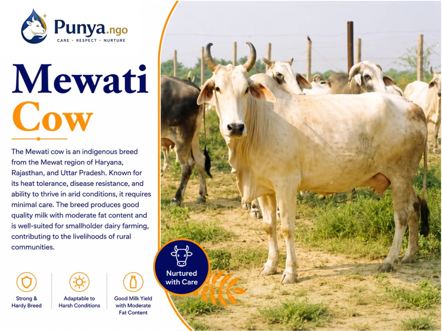 Mewati Cow Breed in India | Milk Yield & Farming Value