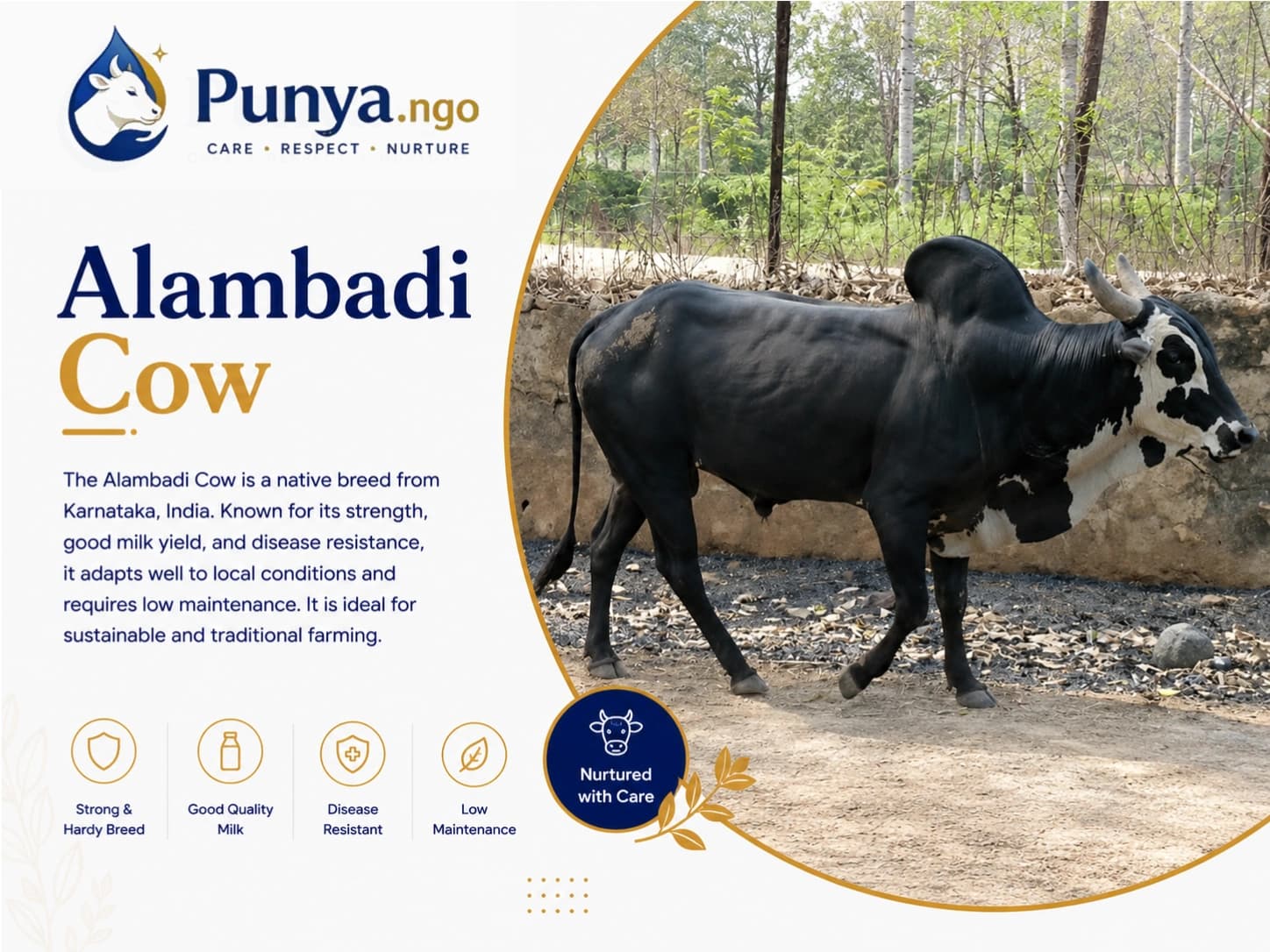 Alambadi Cow Breed in India | Complete Guide