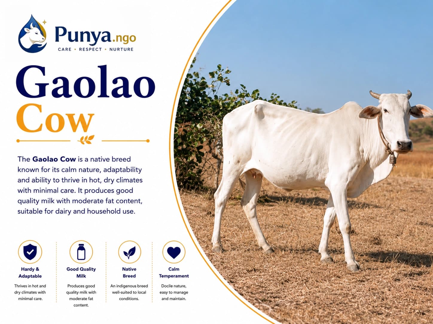 Gaolao Cow Breed in India | Guide