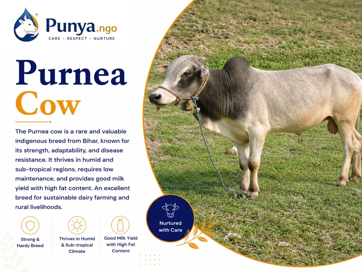 Purnea Cow Breed in India | Complete Guide