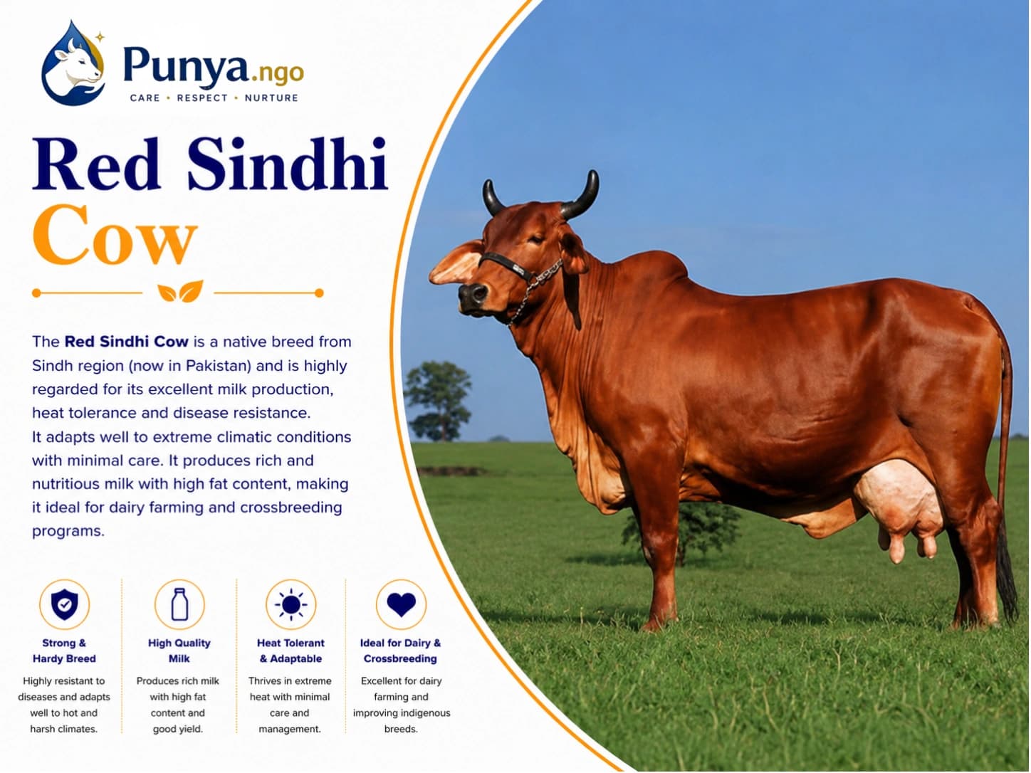 Red Sindhi Cow Breed in India | Complete Care Guide