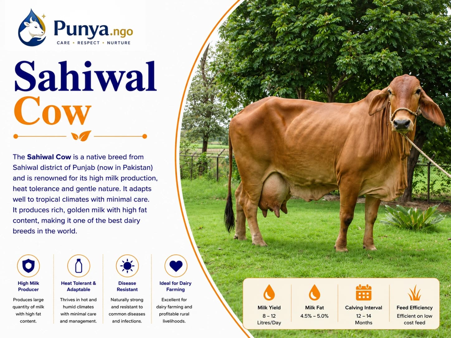 Sahiwal Cow Breed in India | Complete Guide to Indian Cattle