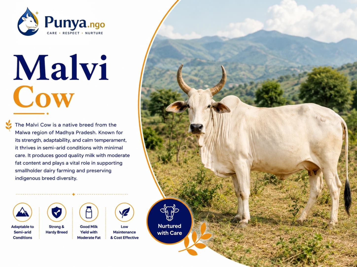 Malvi Cow Breed in India | Complete Guide