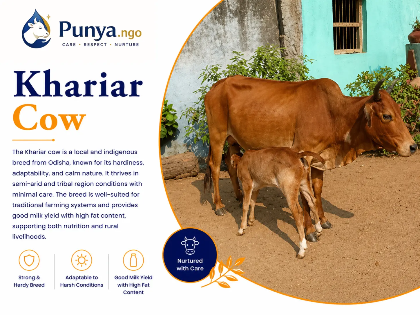 Khariar Cow Breed in India | Complete Guide