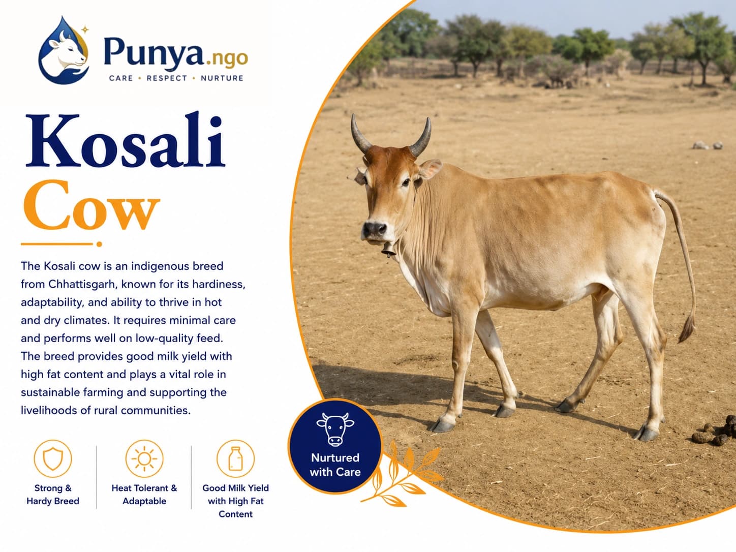 Kosali Cow Breed in India | Complete Guide