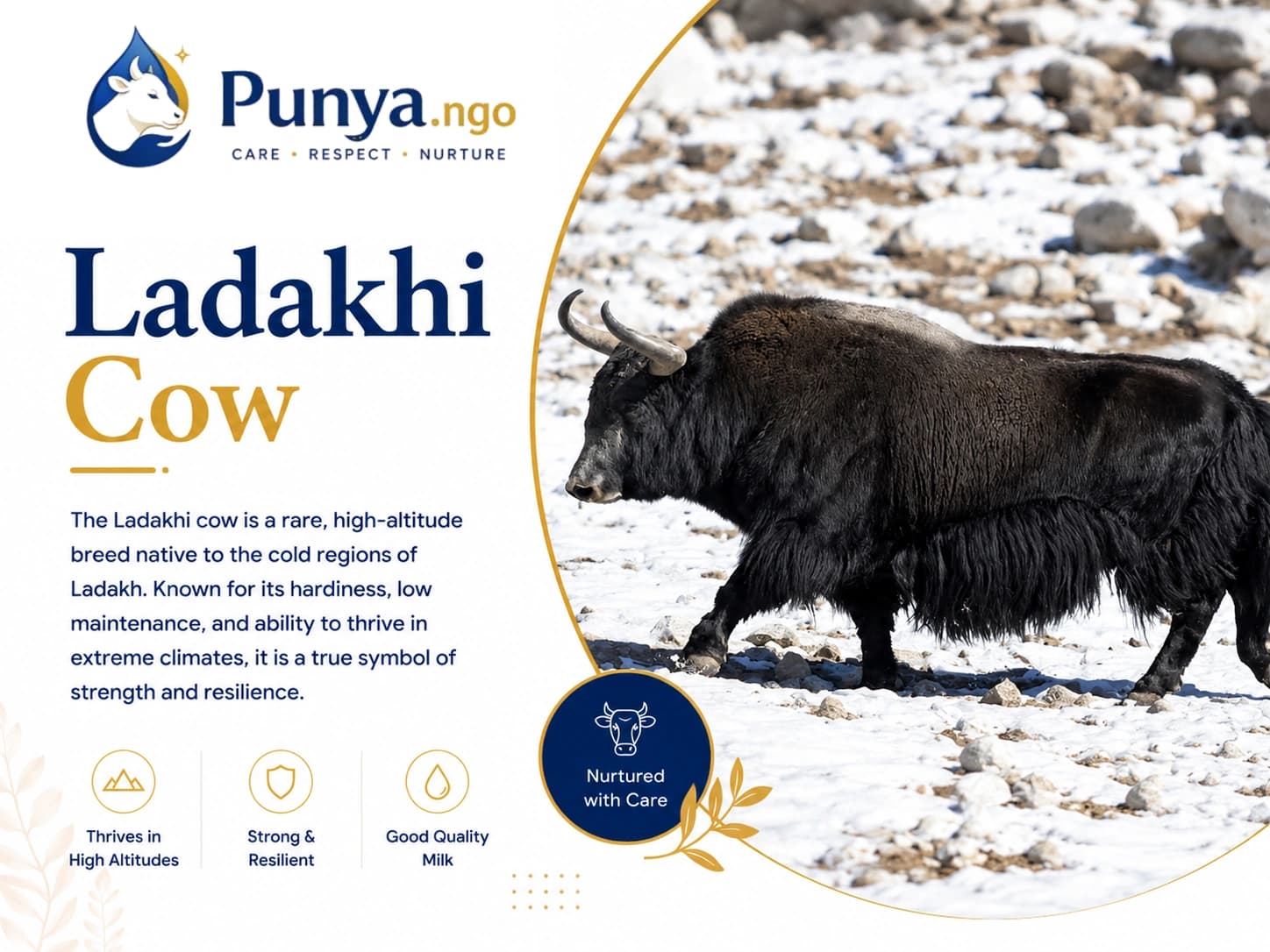 Ladakhi Cow Breed in India | Complete Guide