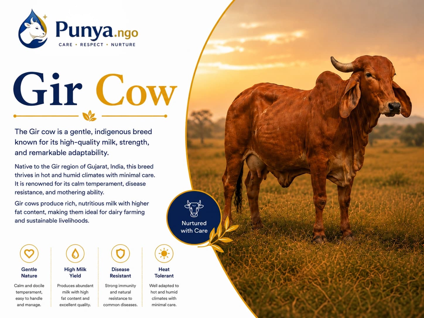 Gir Cow Breed in India | Complete Guide