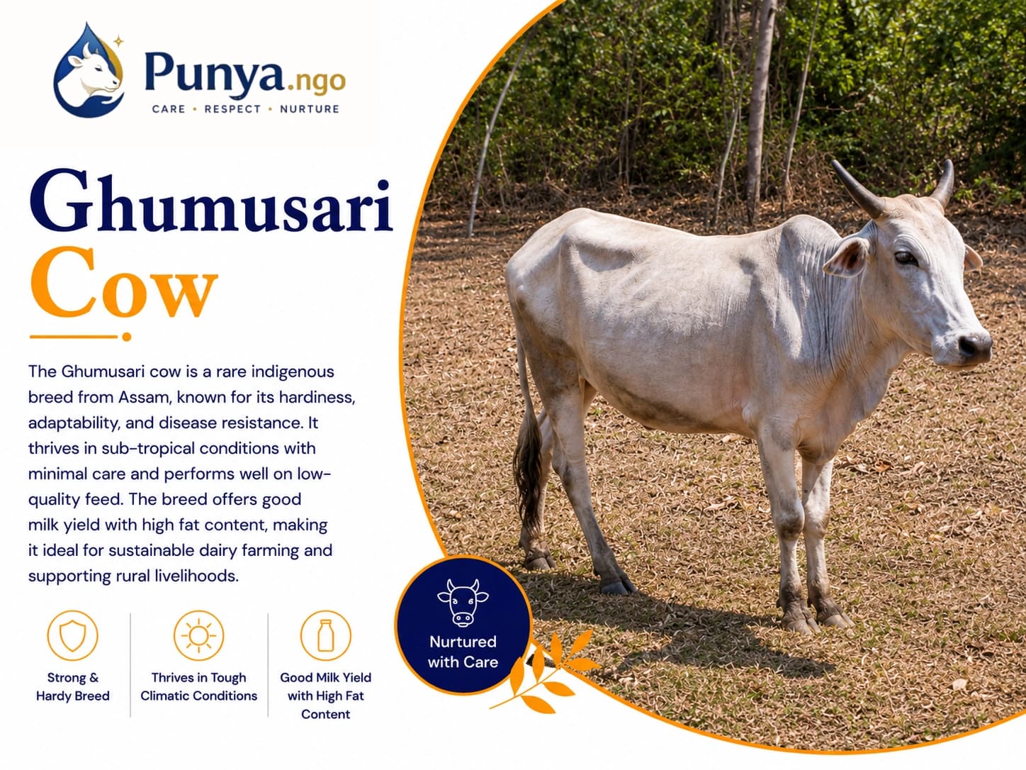 Ghumusari Cow Breed in India | Complete Guide