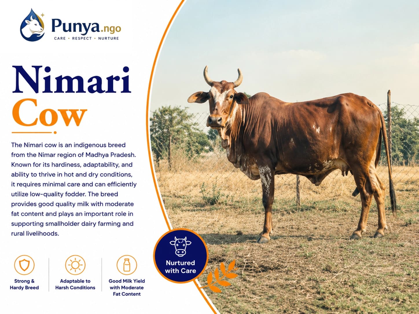 Nimari Cow Breed in India | Complete Guide