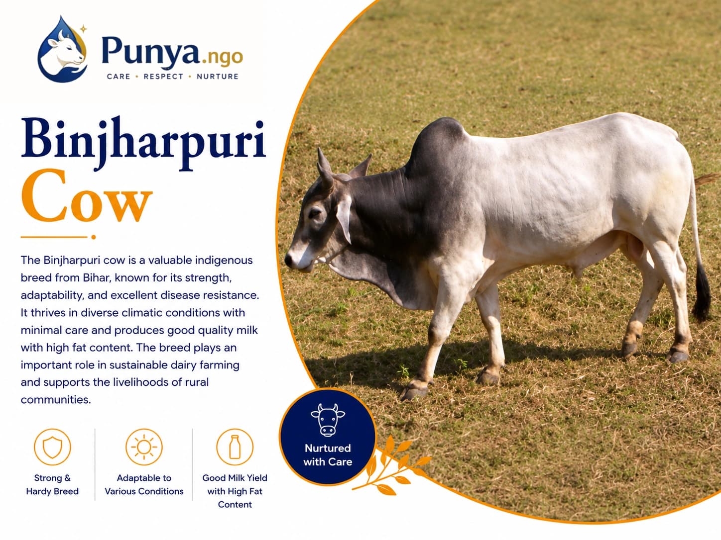 Binjharpuri Cow Breed in India | Origin, Milk & Farming Value