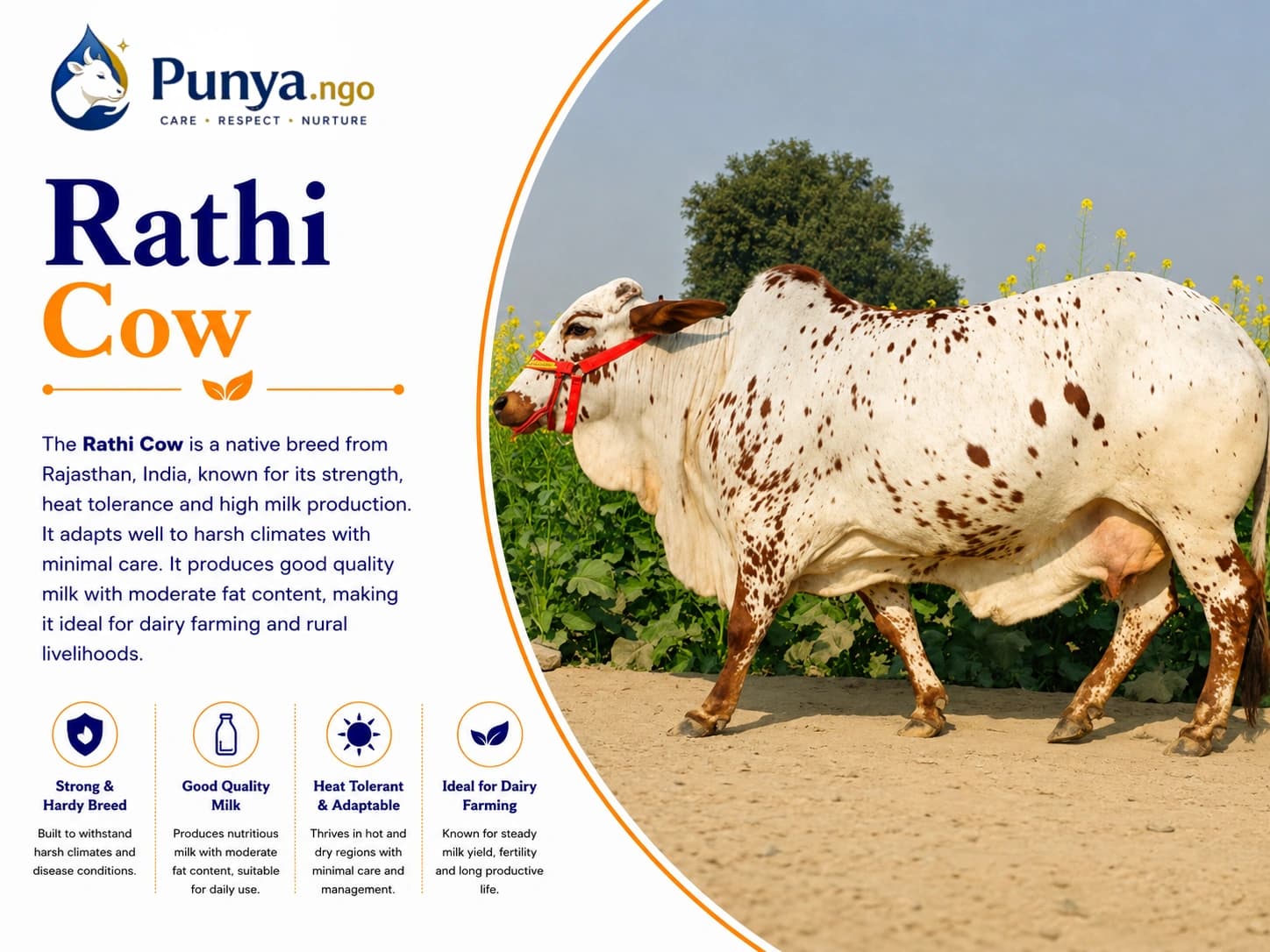 Rathi Cow Breed in India | Complete Guide