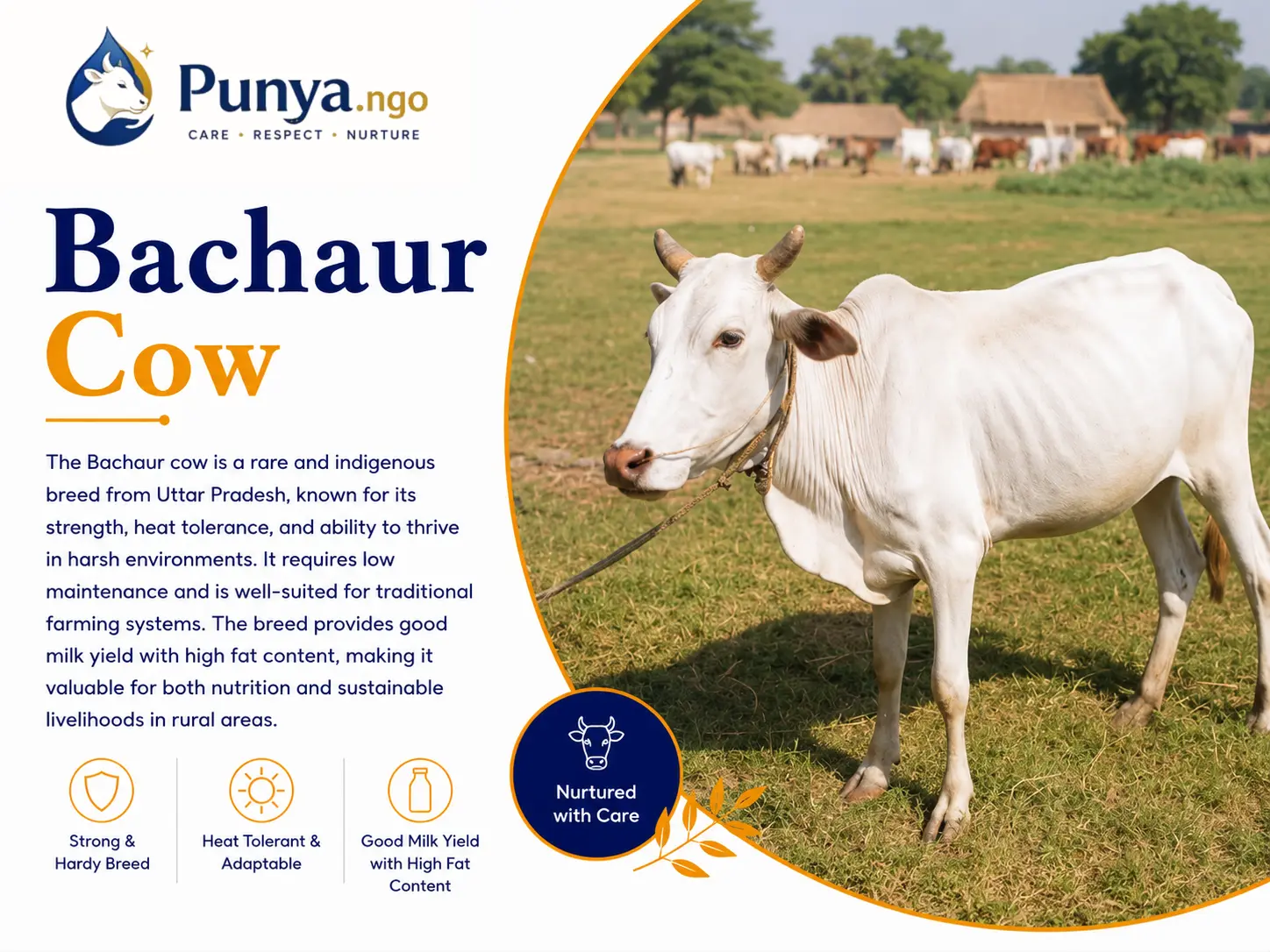 Bachaur Cow Breed in India | Complete Guide