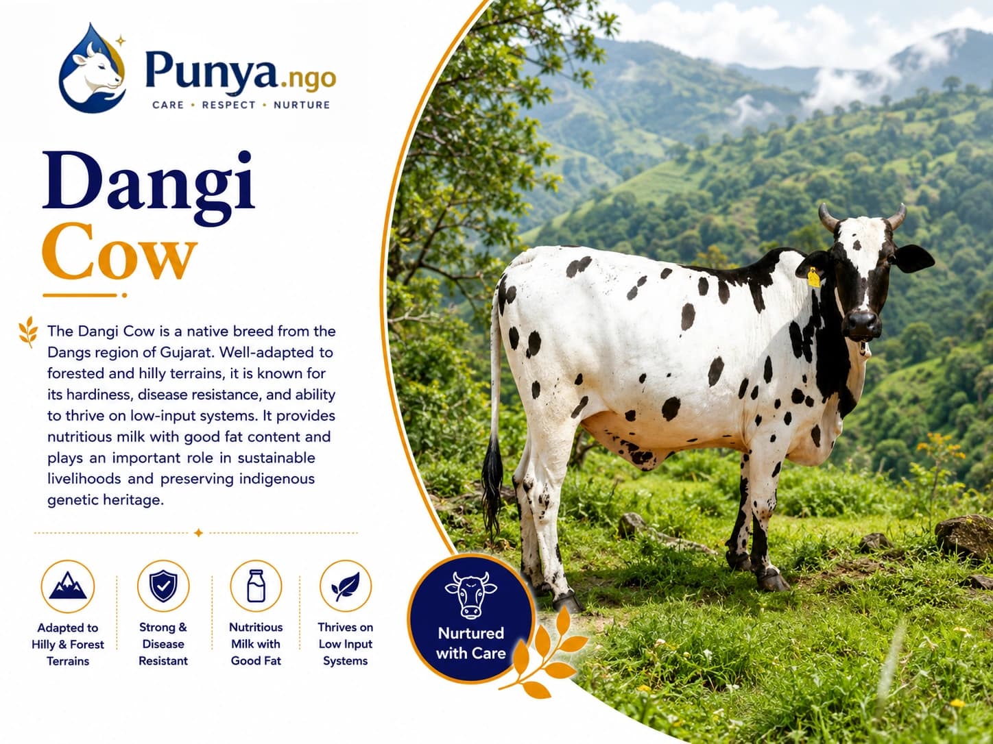 Dangi Cow Breed in India | Milk Yield & Benefits