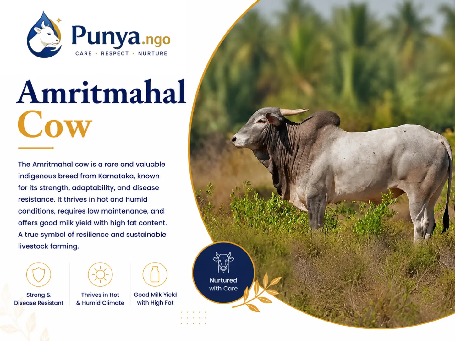 Amritmahal Cow Breed in India | Complete Guide