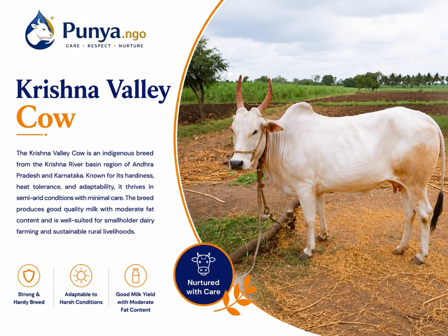 Krishna Valley Cow Breed in India | Guide
