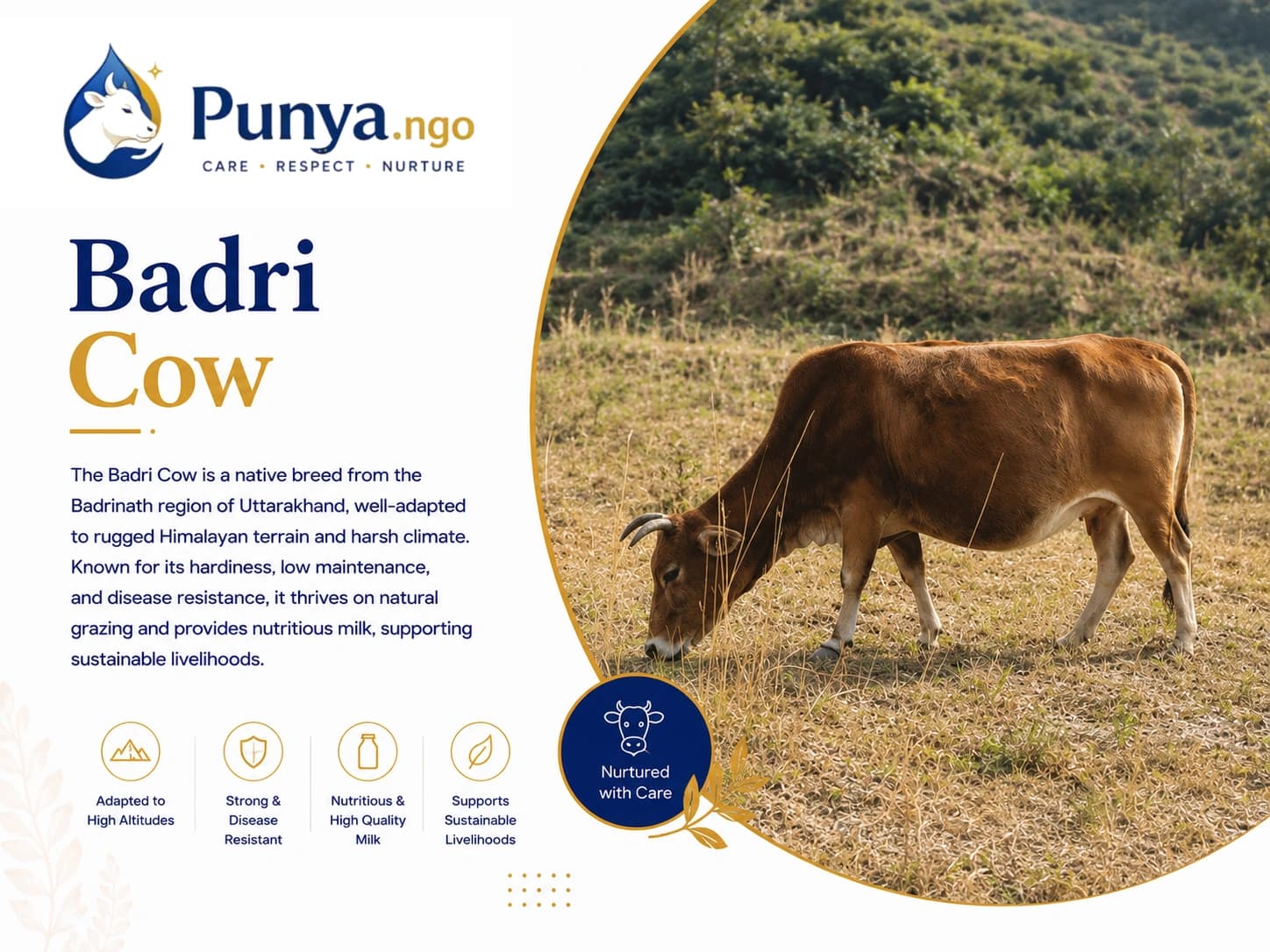 Badri Cow Breed in India | Complete Guide