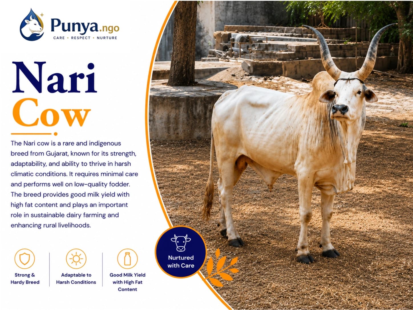 Nari Cow Breed in India | Origin, Milk Yield & Farming Value