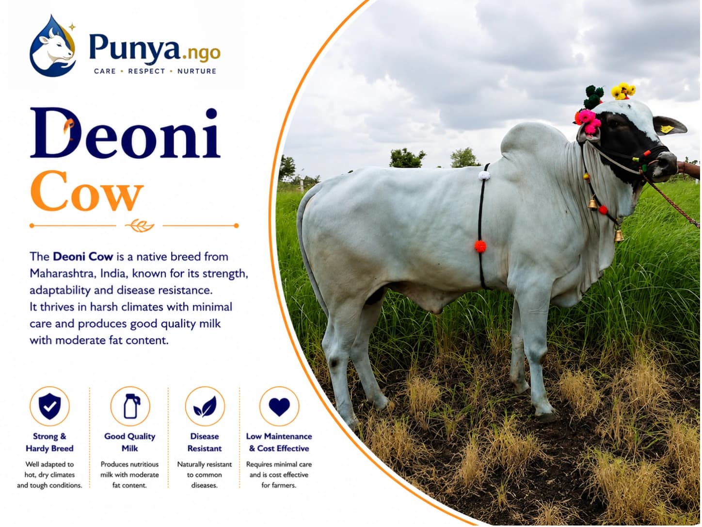 Deoni Cow Breed in India | Origin, Milk Yield, Care