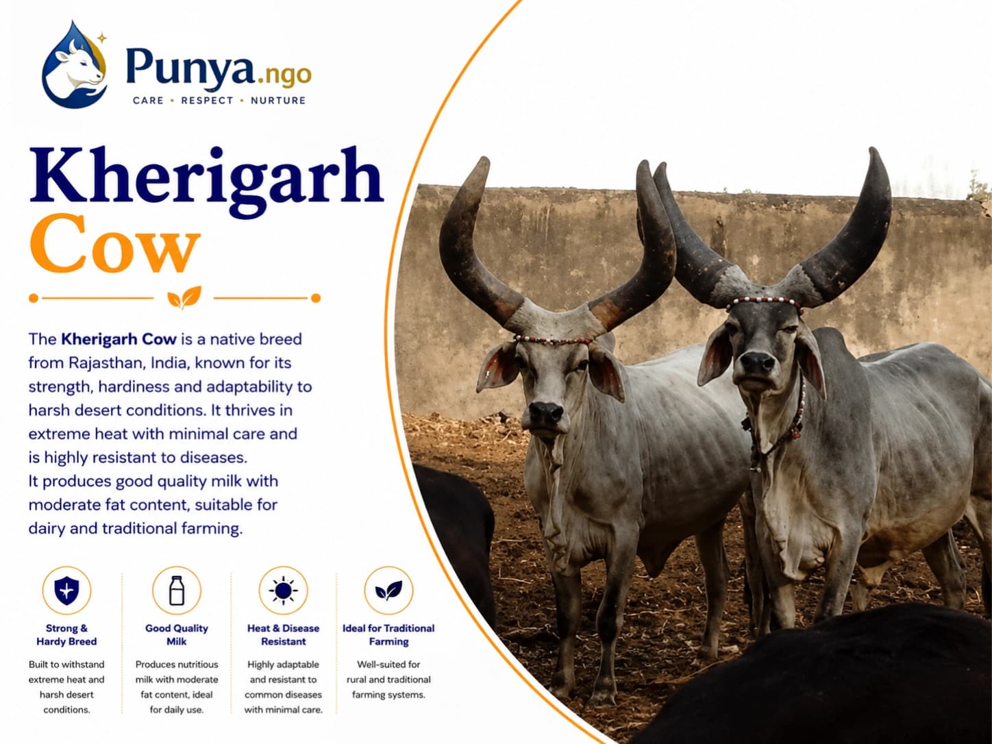 Kankrej Cow Breed in India | Origin, Milk, Care