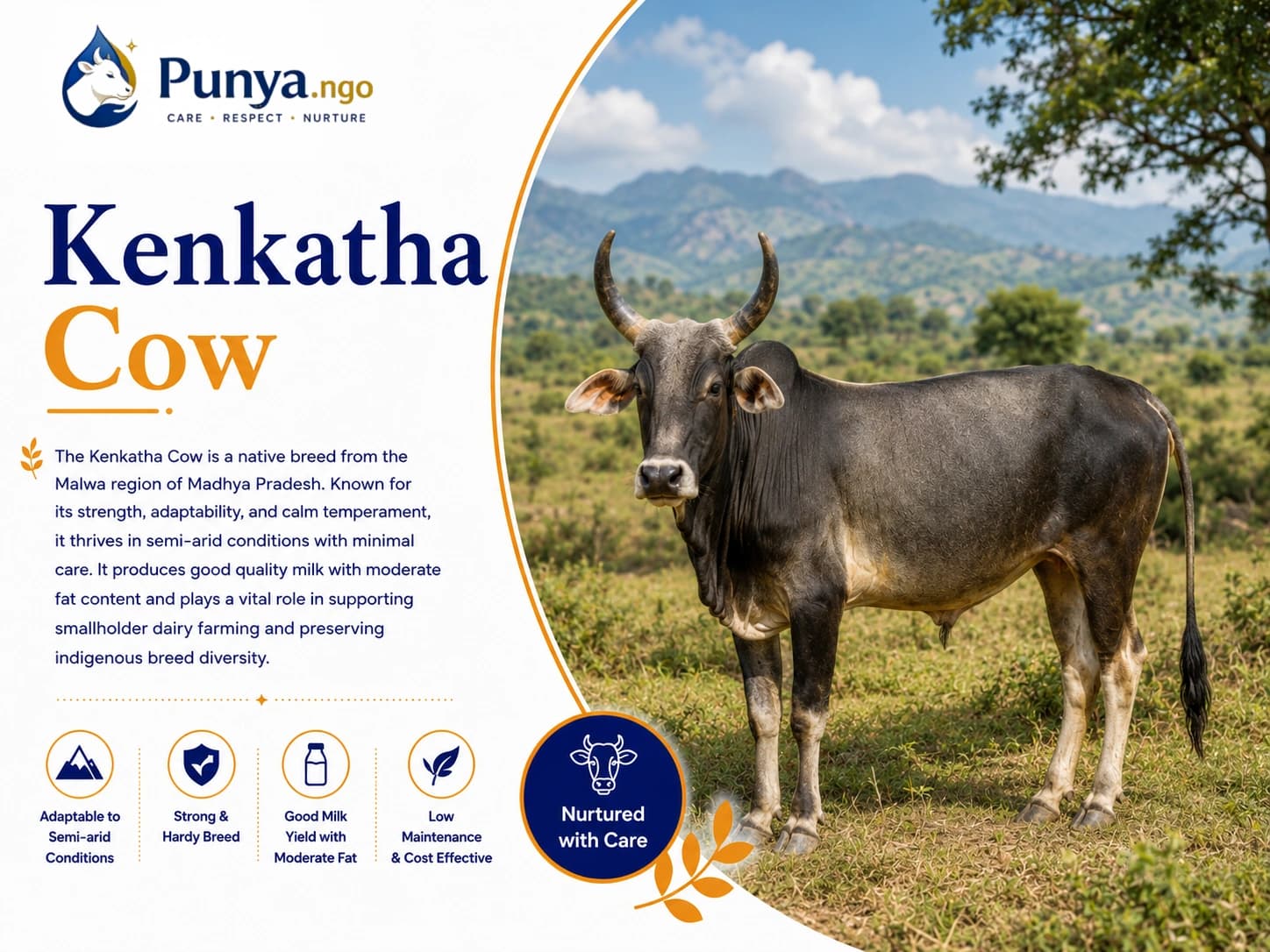 Kenkatha Cow Breed in India | Complete Guide