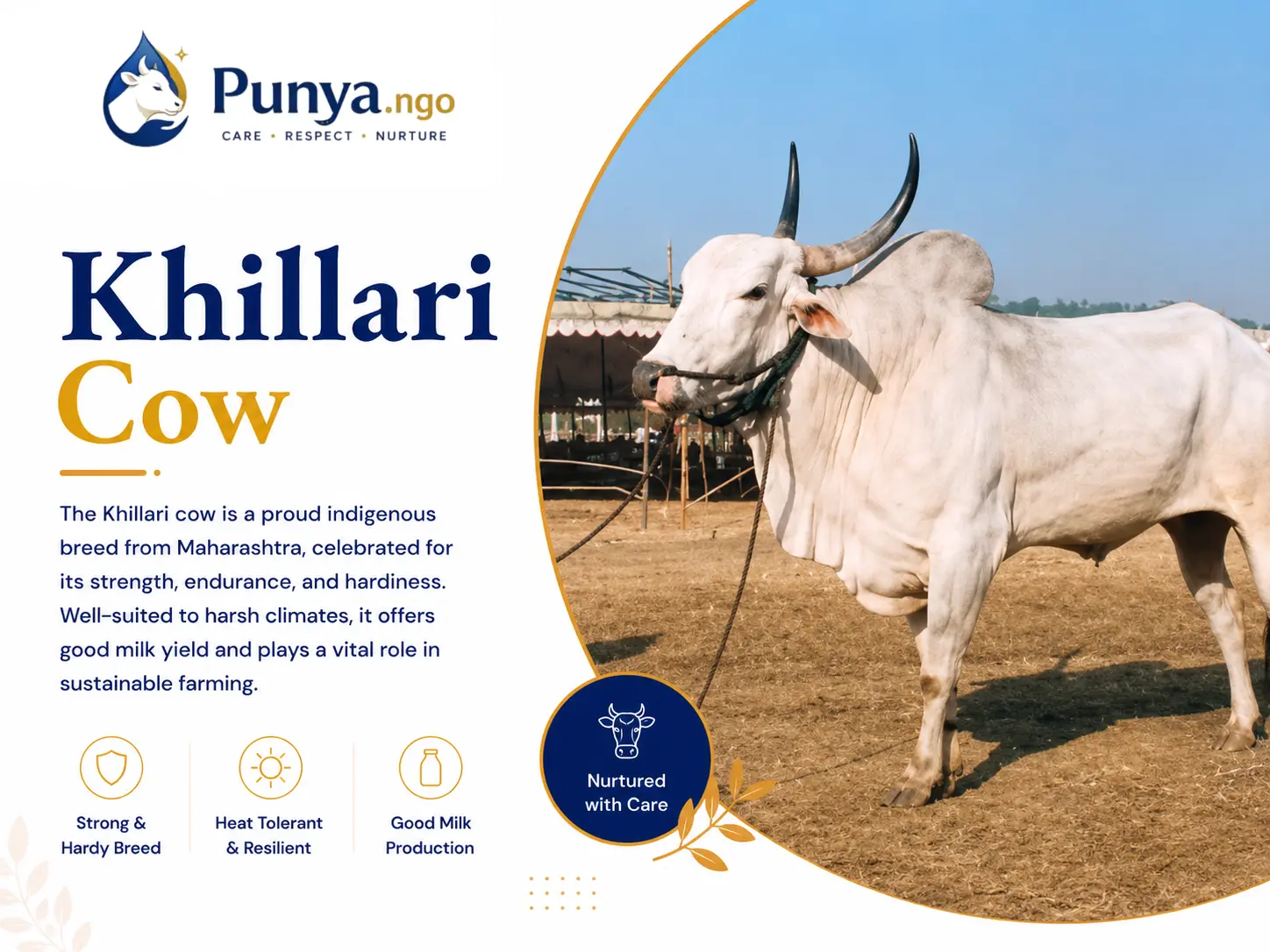 Khillari Cow Breed in India | Complete Guide