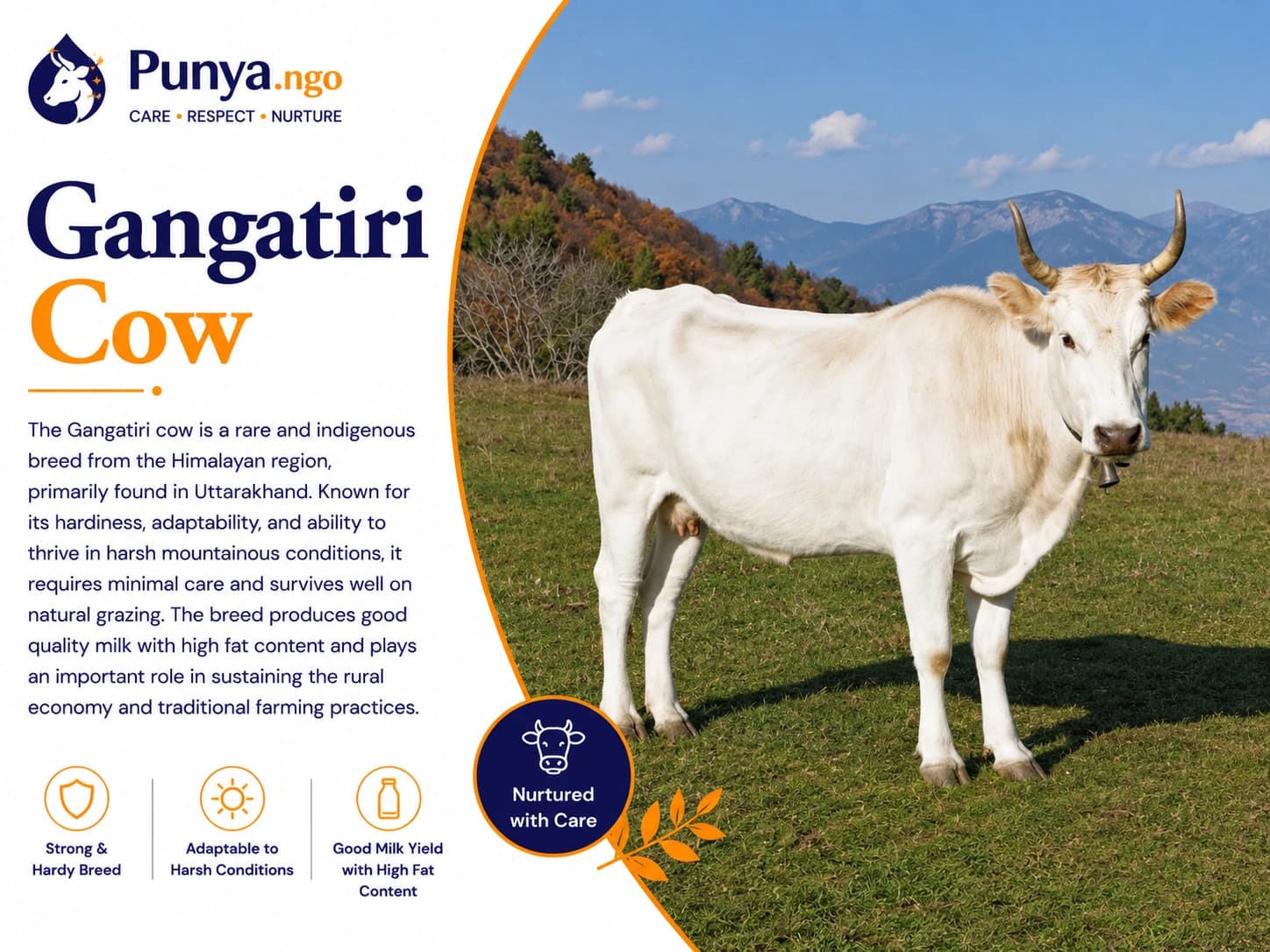 Gangatiri Cow Breed in India | Guide
