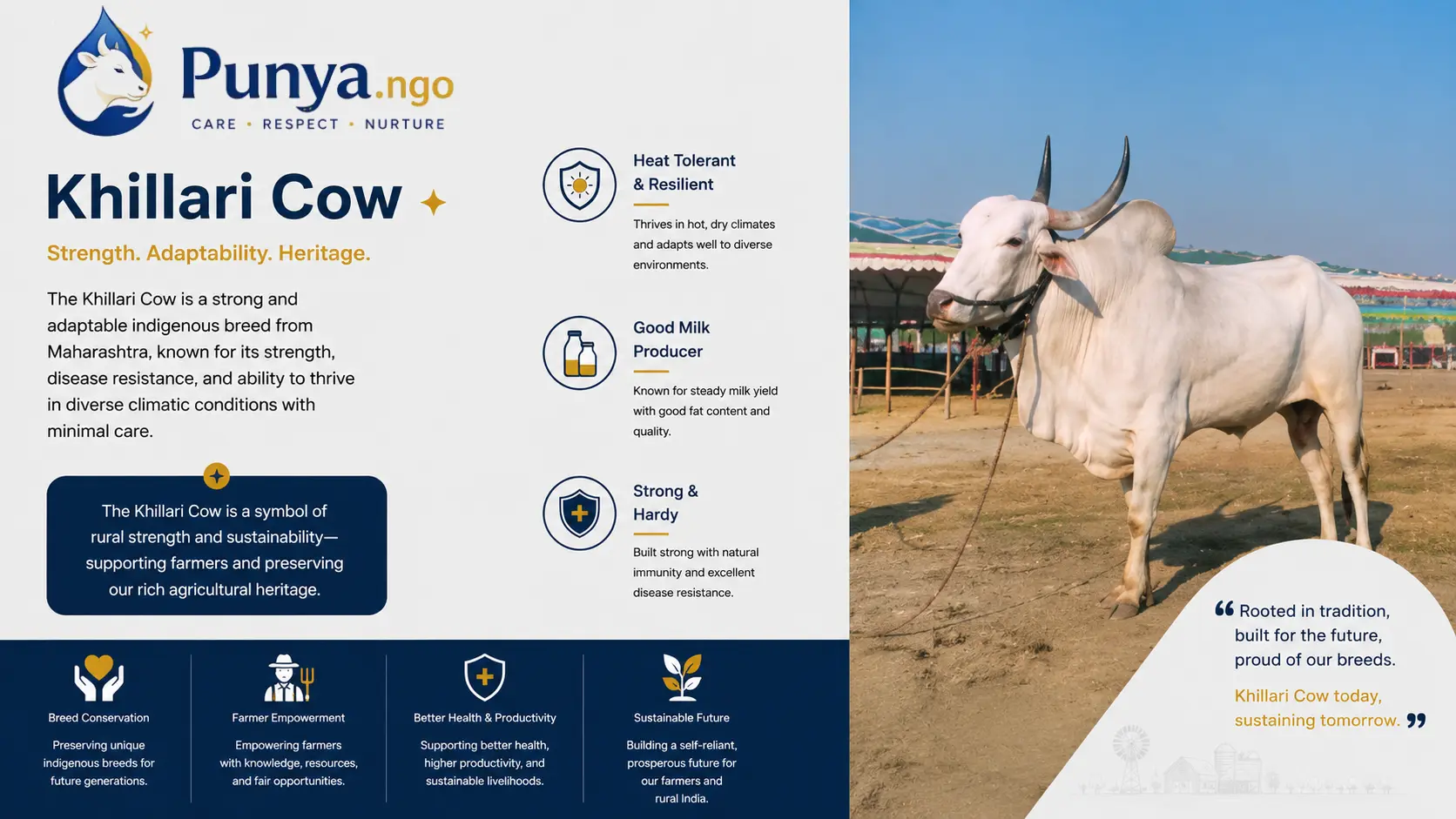 Khillari Cow Breed in India | Complete Guide