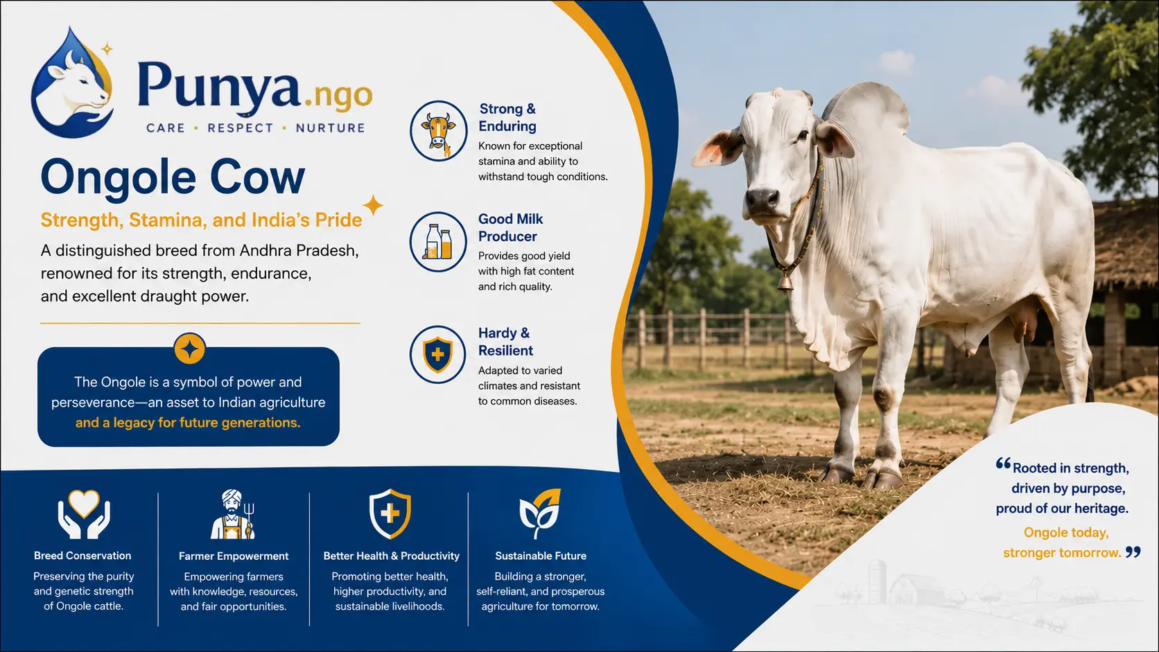 Ongole Cow Breed in India | Traits, Milk & Farming Value